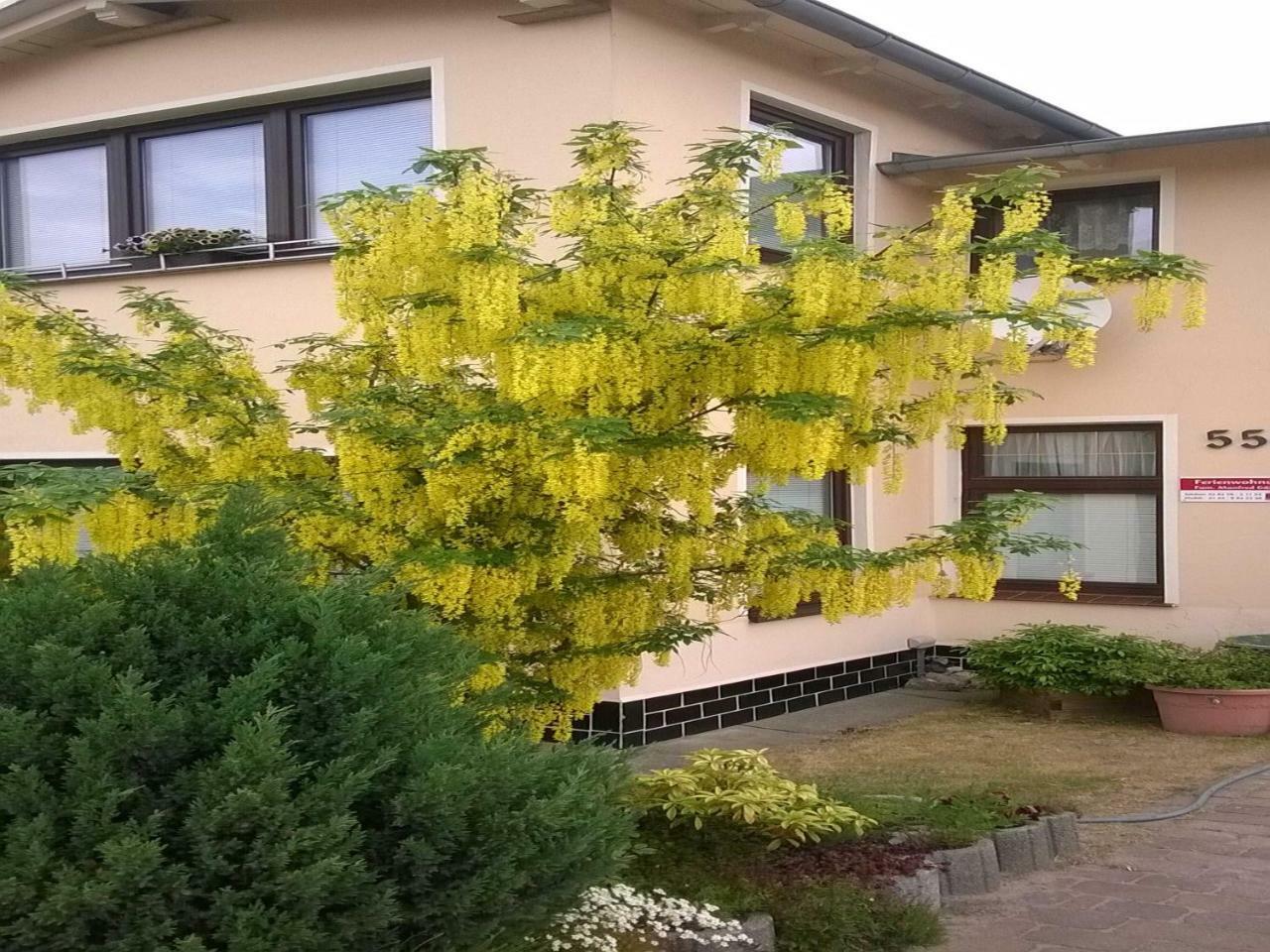 Ferienwohnung Gaertner Heringsdorf Zewnętrze zdjęcie